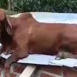 Vídeo: bezerro vai parar em cima de casa na Colômbia e viraliza nas redes sociais