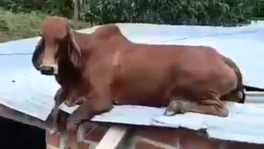 O animal ficou deitado no local por horas