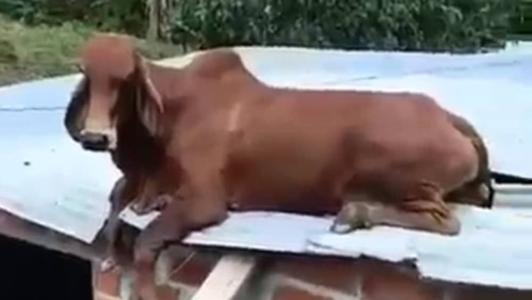 O animal ficou deitado no local por horas