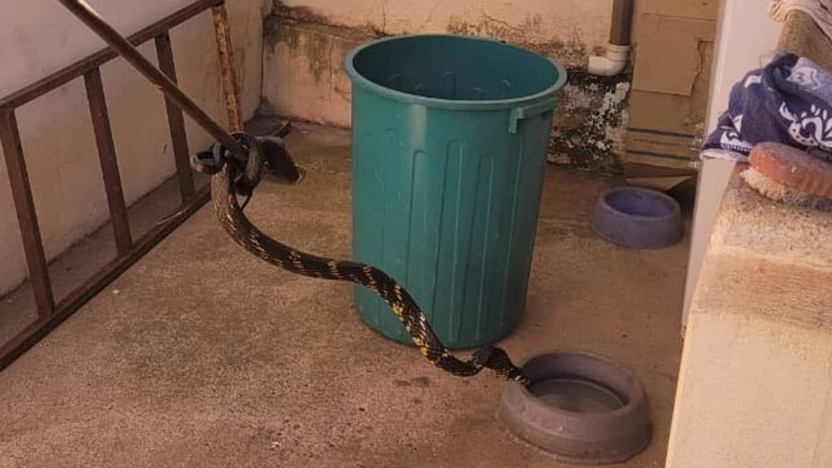 Cobra de quase 2 metros é capturada embaixo de tanque de lavar roupas em Minas
