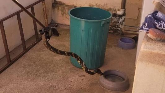 O animal foi capturado em segurança e solto em uma mata próxima