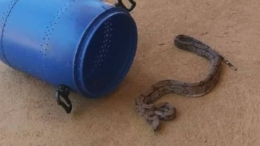 O animal foi capturado em segurança e solto em seu habitat natural