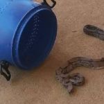 Jiboia de 1,5 metro é capturada dentro de asilo em Minas