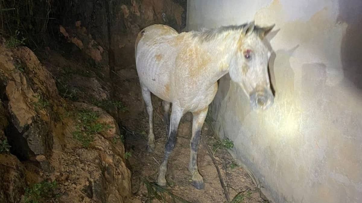 Cavalo bate em muro, cai em vala e precisa ser resgatado por bombeiros militares no interior de Minas Gerais