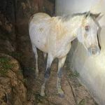 Cavalo bate em muro, cai em vala e precisa ser resgatado por bombeiros militares no interior de Minas Gerais