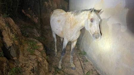 O animal foi devolvido sem ferimentos ao dono