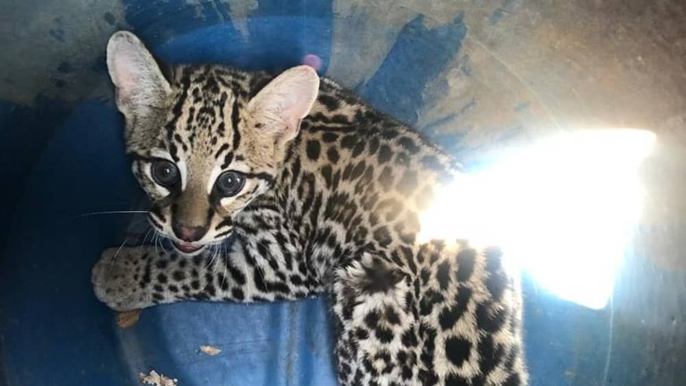 Filhote de jaguatirica é resgatado ferido na Grande BH