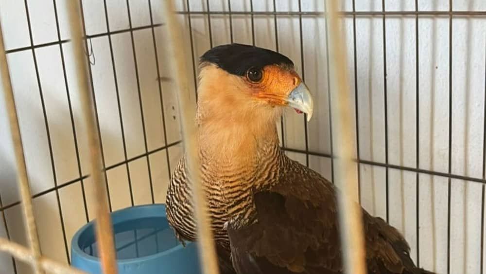 Vídeo: gavião Carcará é resgatado após ser atropelado na BR-262