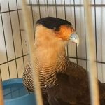 Vídeo: gavião Carcará é resgatado após ser atropelado na BR-262