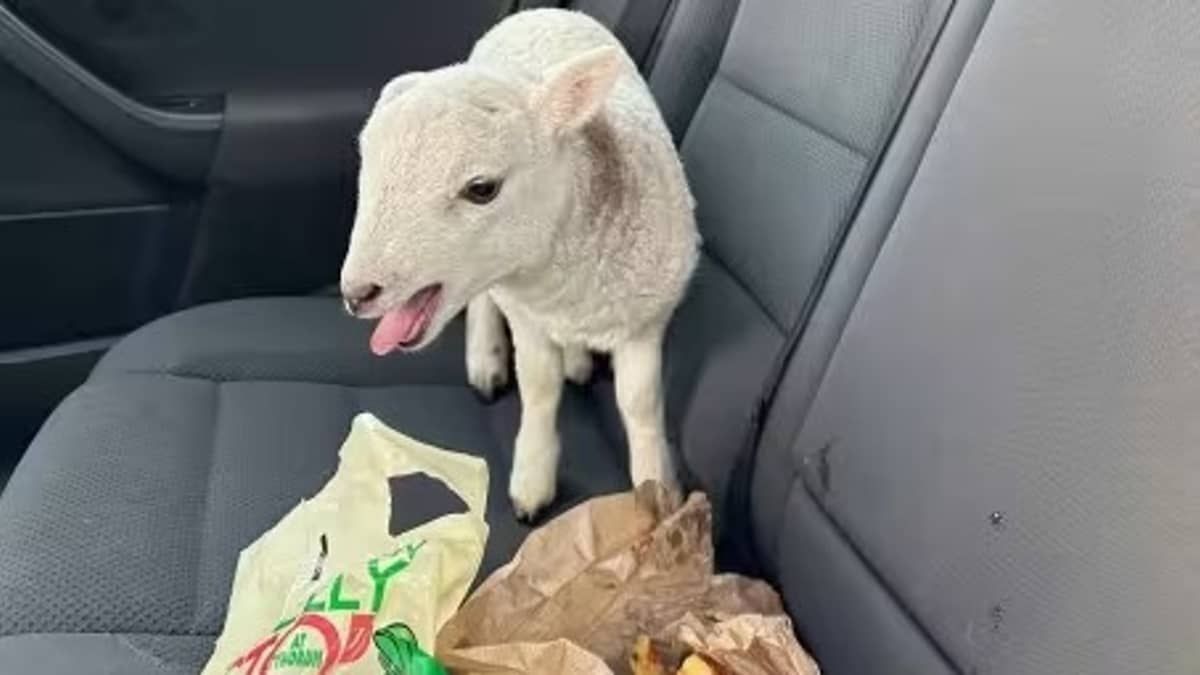 Filhote de cordeiro é encontrado em carro com R$62 mil em drogas e um pacote de batata frita, na Escócia