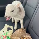 Filhote de cordeiro é encontrado em carro com R$62 mil em drogas e um pacote de batata frita, na Escócia