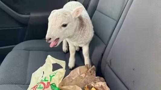 O animal foi encaminhado para uma fazenda local