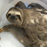 Bicho-preguiça é capturado às margens de rodovia no interior de Minas