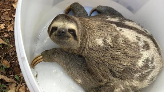 O animal foi resgatado nesta quinta-feira (27)