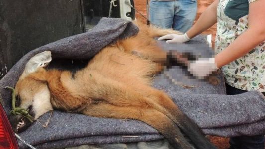 O animal foi resgatado em segurança e recebeu os devidos atendimentos