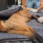 Lobo-guará é resgatado com fratura exposta dentro de obra em Juiz de Fora