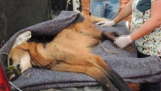 O animal foi resgatado em segurança e recebeu os devidos atendimentos