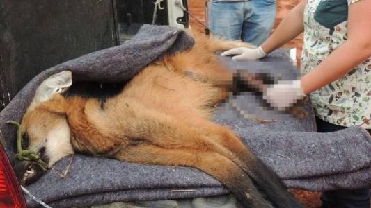 O animal foi resgatado em segurança e recebeu os devidos atendimentos