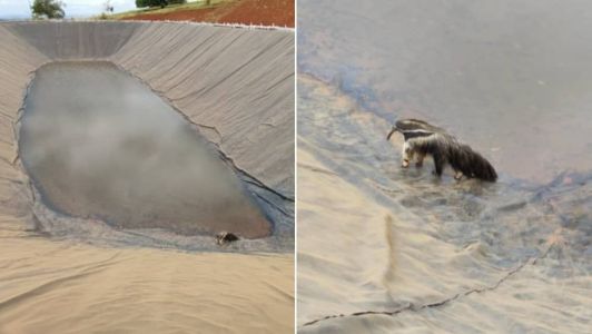 O animal foi resgatado em segurança