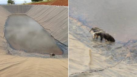 O animal foi resgatado em segurança