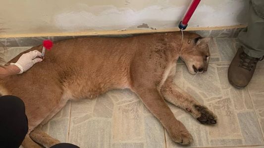 O animal foi resgatado em segurança