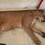 Bombeiros capturam onça em garagem de casa no interior de Minas