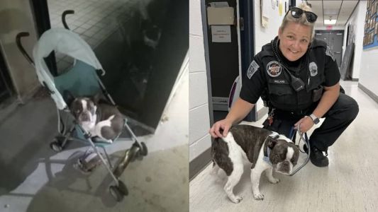 O animal foi resgatado pelos policias