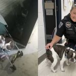 Tutora abandona cachorro em aeroporto por não conseguir embarcar com o animal em viagem nos EUA