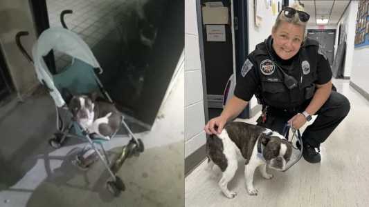 O animal foi resgatado pelos policias
