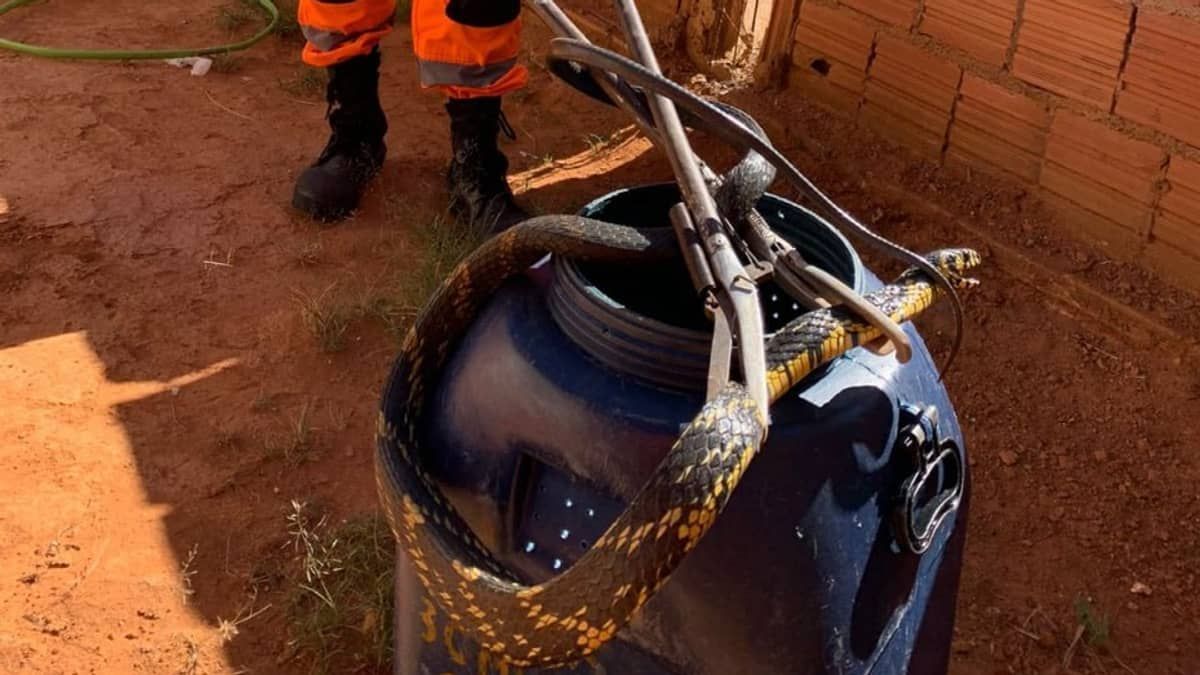 Cobra de dois metros é capturada no quintal de casa no interior de Minas