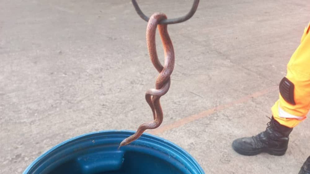 Bombeiros capturam serpente dentro de escola infantil em Minas