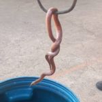 Bombeiros capturam serpente dentro de escola infantil em Minas