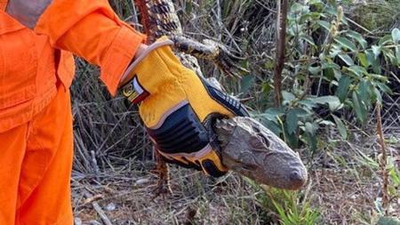 O animal foi solto na natureza