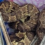 Bombeiros capturam cobra venenosa encontrada dentro de guarda-chuva