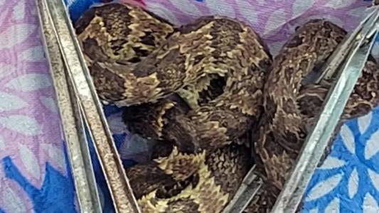 O animal foi solto na mata