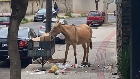 O animal foi visto se alimentando de lixo nas ruas do bairro