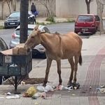 Moradores do Castelo denunciam maus tratos e abandono de animal que vaga pelo bairro
