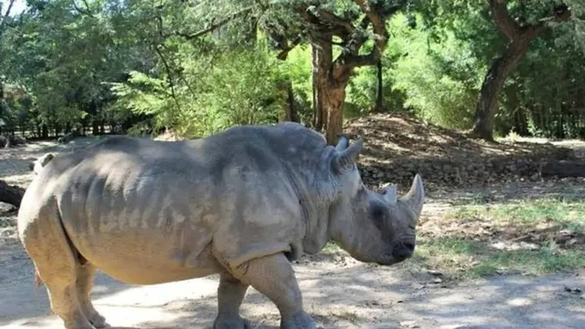 Rinoceronte Luna integra acervo do Museu de Ciências Naturais da PUC Minas