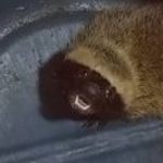 Furão é resgatado em cano de água de casa em São João Del-Rei