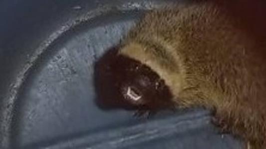 O animal não teve ferimentos