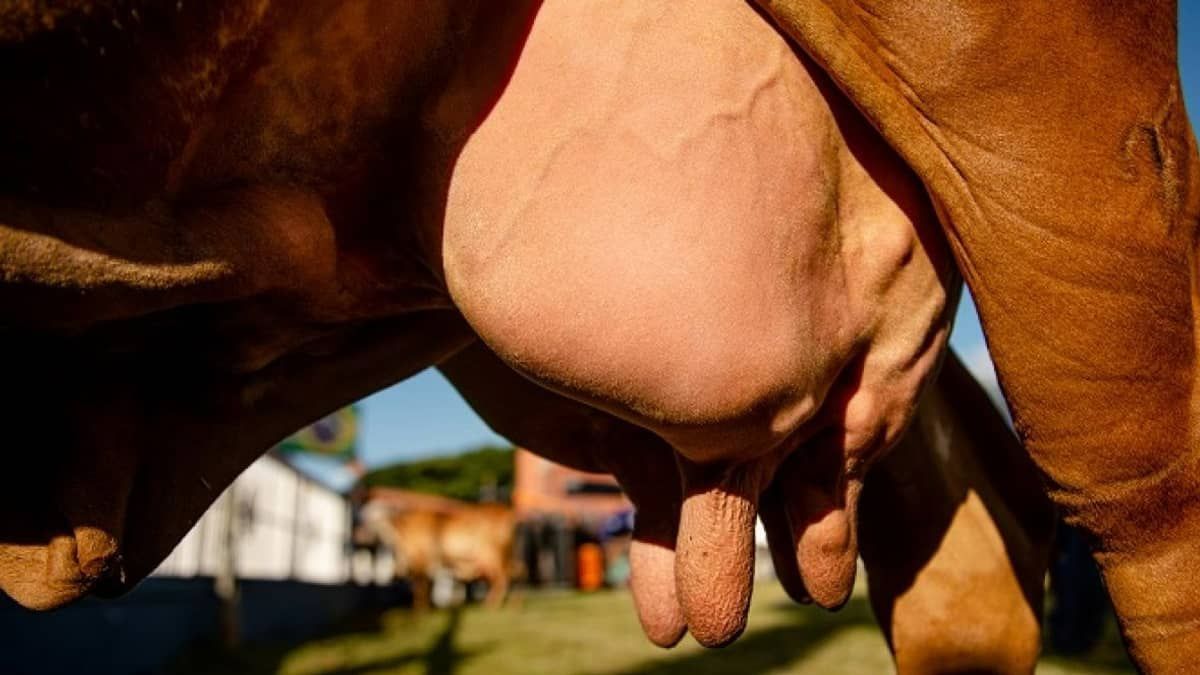 'Blogueira' produz 70 quilos de leite por dia e vence concurso na ExpoZebu