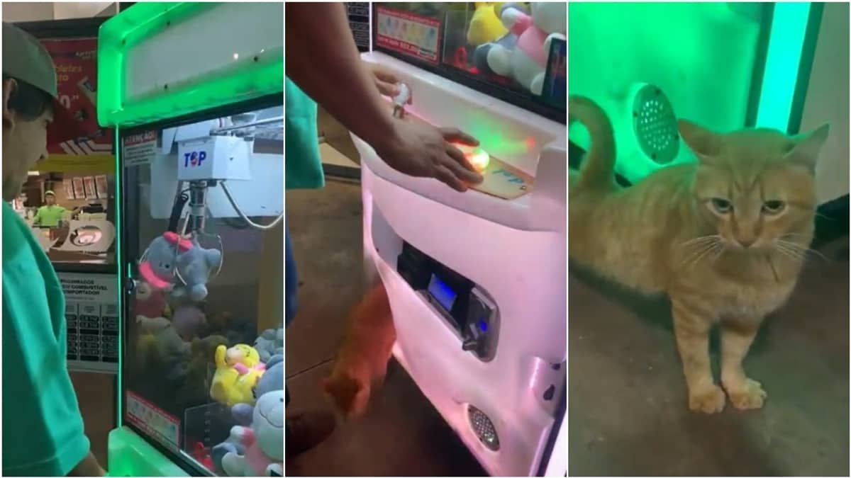 Vídeo: homem 'pesca' gato de verdade em máquina de bichos de pelúcia