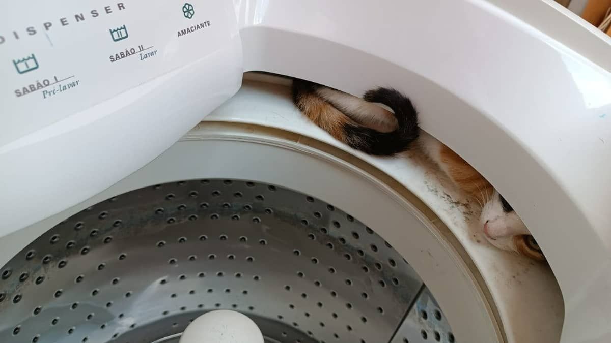 Gato é resgatado dentro de máquina de lavar em Montes Claros