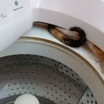 Gato é resgatado dentro de máquina de lavar em Montes Claros