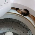 Gato é resgatado dentro de máquina de lavar em Montes Claros