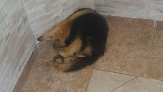 O animal será solto na natureza nesta sexta-feira (17)