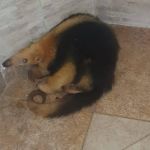 Bombeiros resgatam tamanduá em bairro de luxo em Belo Horizonte