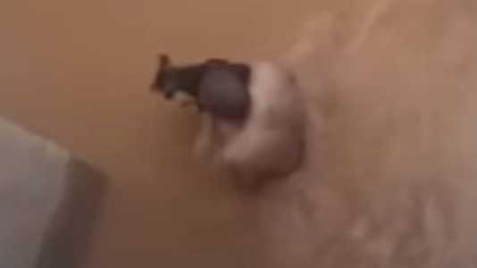 O animal teria sido arrastado por correnteza após forte chuva em João Monlevade