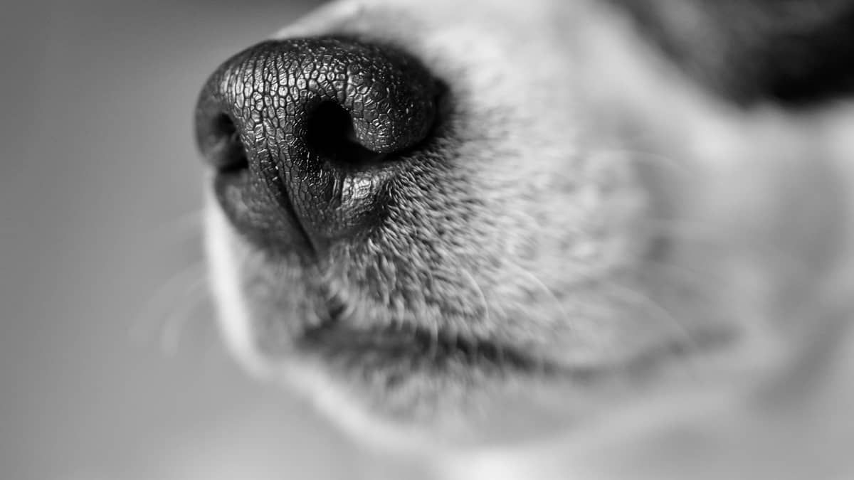 Mulher leva cachorro para banho e tosa e animal morre em pet shop