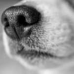 Mulher leva cachorro para banho e tosa e animal morre em pet shop